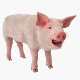 Pig Piglet Landrace with Fur Rigged 3D model